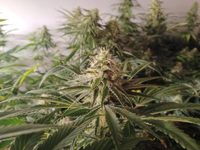Zokas Sapphire Fem – Grow Update 🌱. Week 13