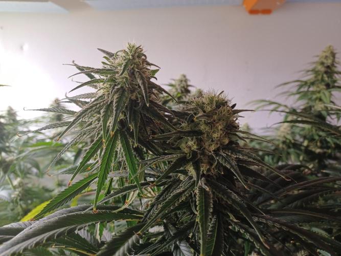 Zokas Sapphire Fem – Grow Update 🌱. Week 13