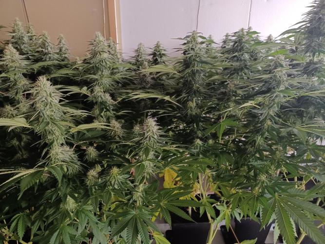 Troyana Fem – Grow Update 🌱. Week 13