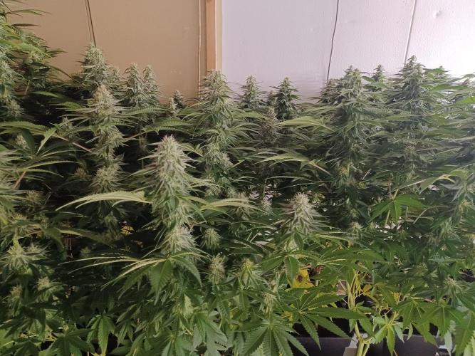 Troyana Fem – Grow Update 🌱. Week 13