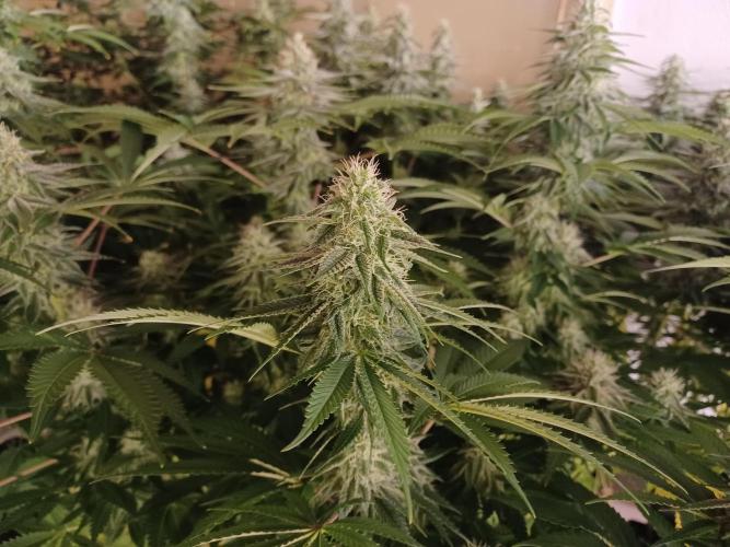 Troyana Fem – Grow Update 🌱. Week 13