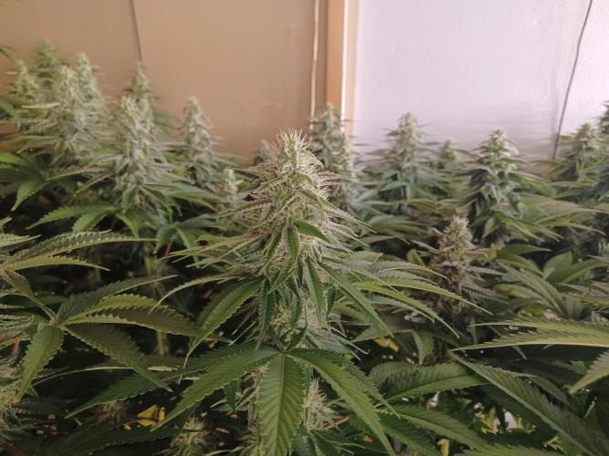 Troyana Fem – Grow Update 🌱. Week 13