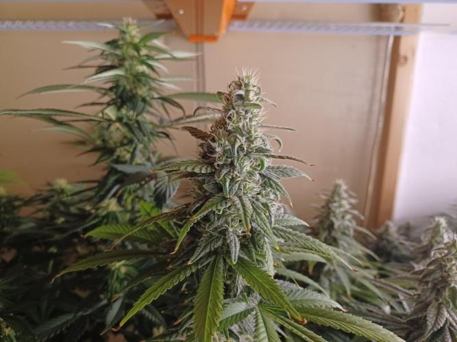 Troyana Fem – Grow Update 🌱. Week 13