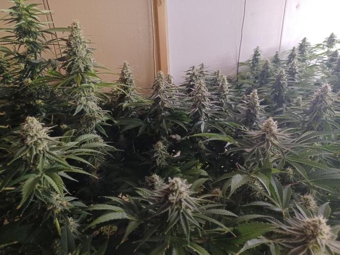 Troyana Fem – Grow Update 🌱. Week 13