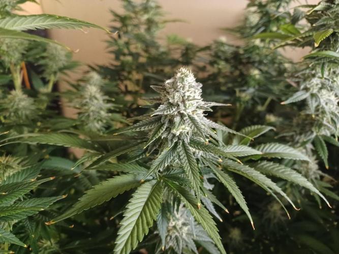 Troyana Fem – Grow Update 🌱. Week 13
