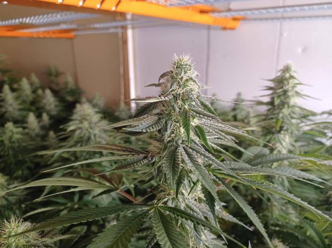 Troyana Fem – Grow Update 🌱. Week 13