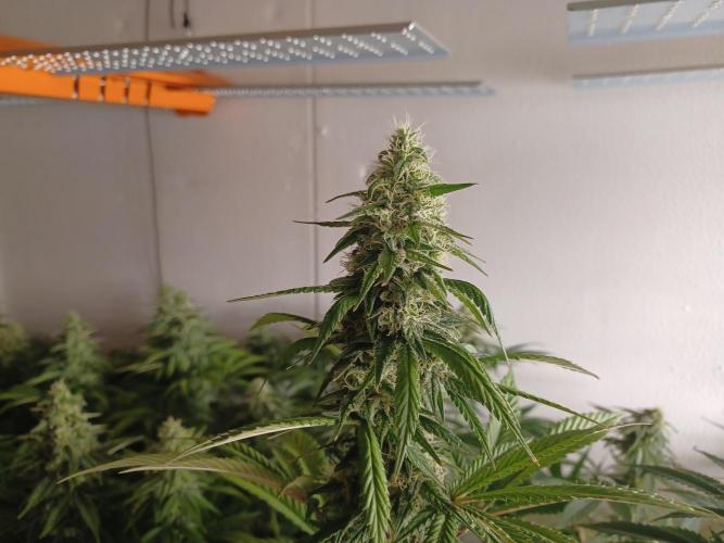 Troyana Fem – Grow Update 🌱. Week 13