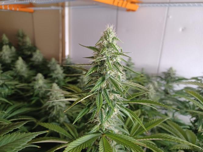 Troyana Fem – Grow Update 🌱. Week 13