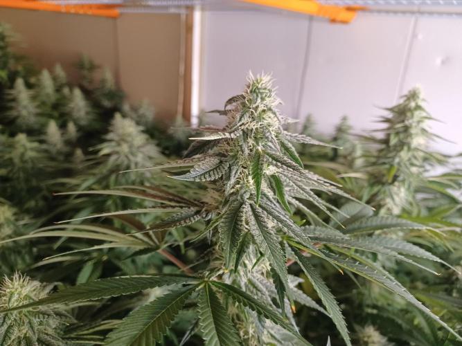 Troyana Fem – Grow Update 🌱. Week 13