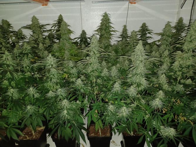 Zokas Sapphire Fem – Grow Update 🌱. Week 14