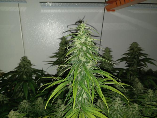 Zokas Sapphire Fem – Grow Update 🌱. Week 14