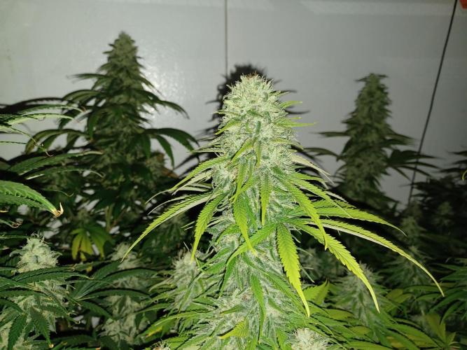 Zokas Sapphire Fem – Grow Update 🌱. Week 14