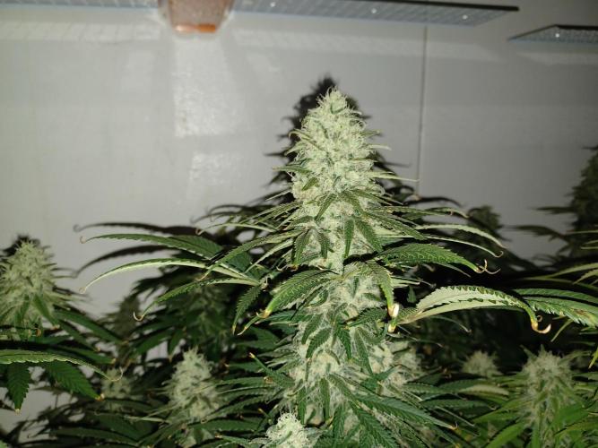 Zokas Sapphire Fem – Grow Update 🌱. Week 14