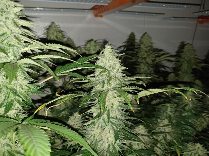 Zokas Sapphire Fem – Grow Update 🌱. Week 14