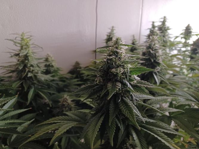 Zokas Sapphire Fem – Grow Update 🌱. Week 14