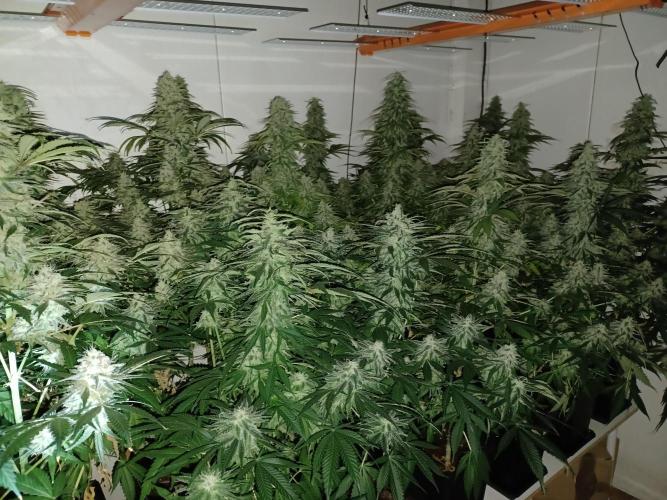 Zokas Sapphire Fem – Grow Update 🌱. Week 14
