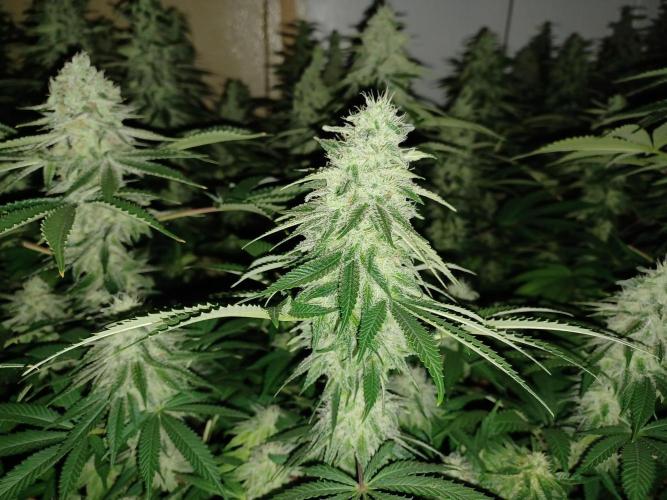Troyana Fem – Grow Update 🌱. Week 14