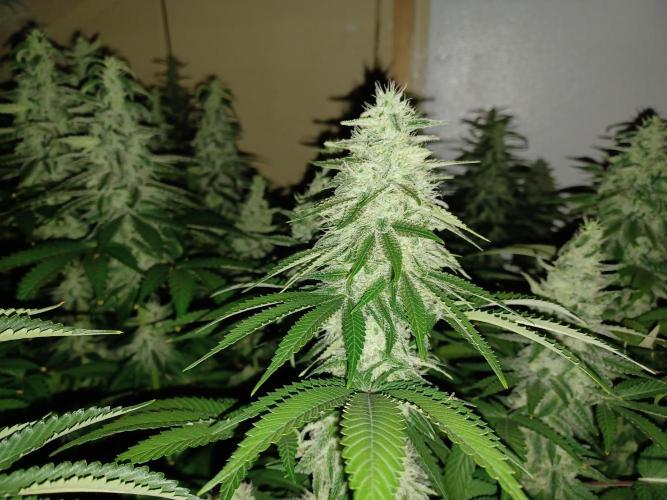 Troyana Fem – Grow Update 🌱. Week 14