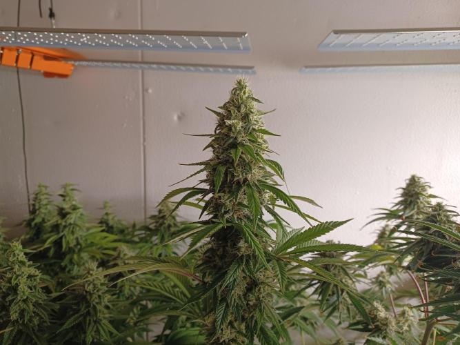 Troyana Fem – Grow Update 🌱. Week 14