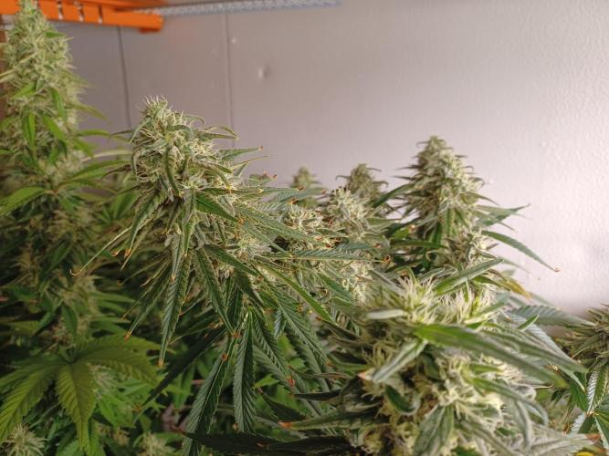 Troyana Fem – Grow Update 🌱. Week 14