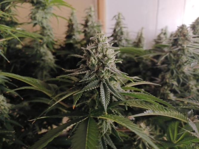 Troyana Fem – Grow Update 🌱. Week 14