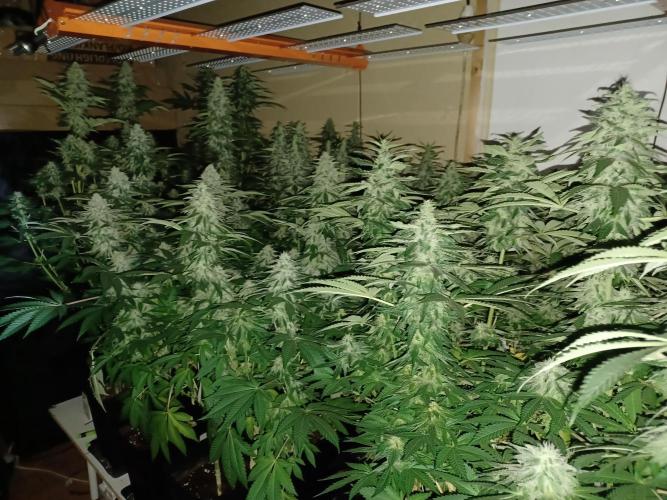 Troyana Fem – Grow Update 🌱. Week 14
