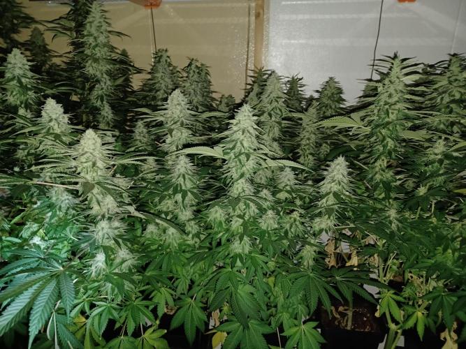 Troyana Fem – Grow Update 🌱. Week 14