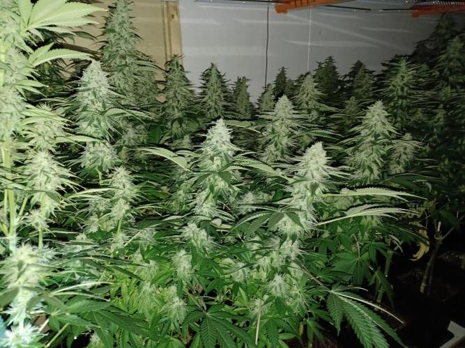Troyana Fem – Grow Update 🌱. Week 14