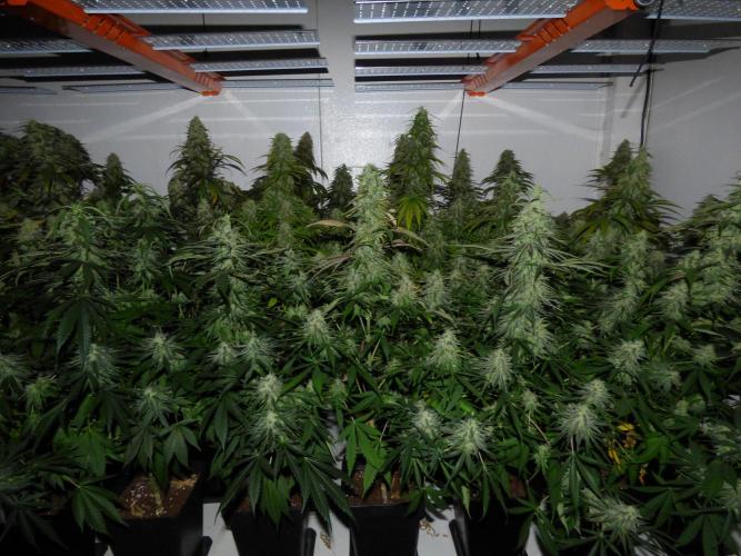 Zokas Sapphire Fem – Grow Update 🌱. Week 15
