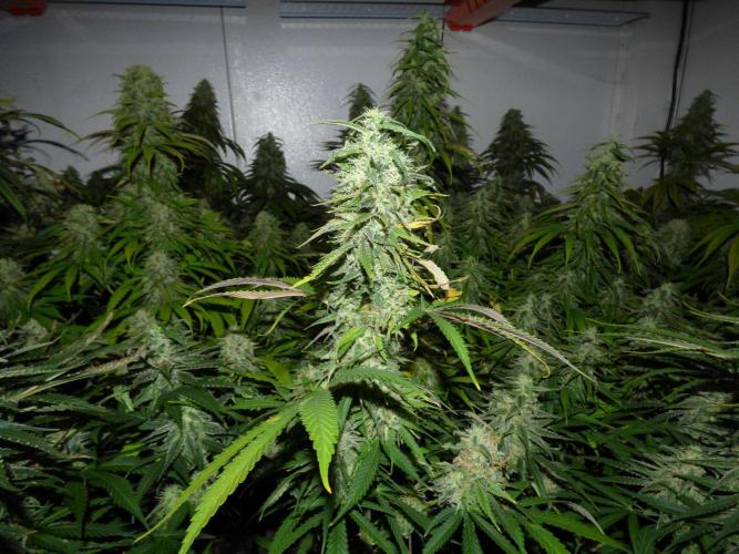 Zokas Sapphire Fem – Grow Update 🌱. Week 15