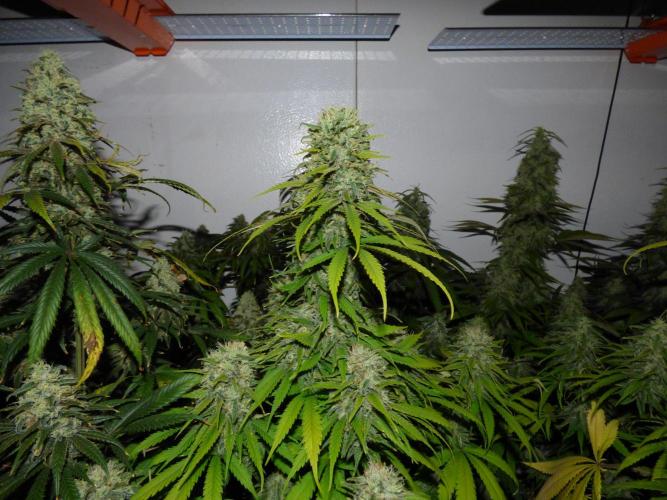 Zokas Sapphire Fem – Grow Update 🌱. Week 15
