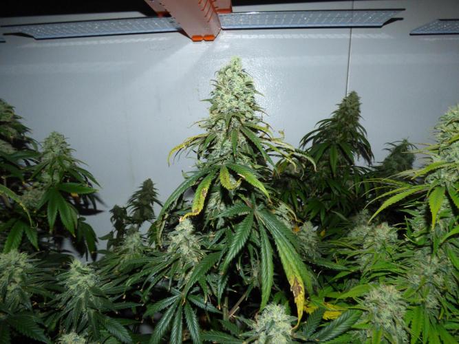 Zokas Sapphire Fem – Grow Update 🌱. Week 15