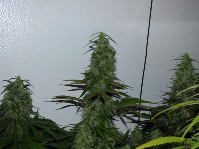 Zokas Sapphire Fem – Grow Update 🌱. Week 15