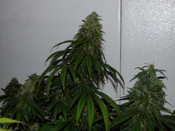 Zokas Sapphire Fem – Grow Update 🌱. Week 15