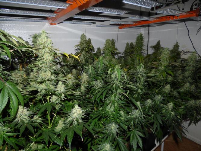 Zokas Sapphire Fem – Grow Update 🌱. Week 15