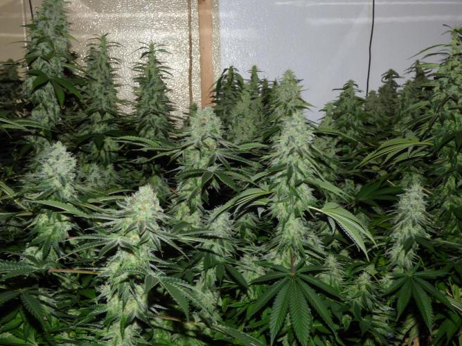 Troyana Fem – Grow Update 🌱. Week 15