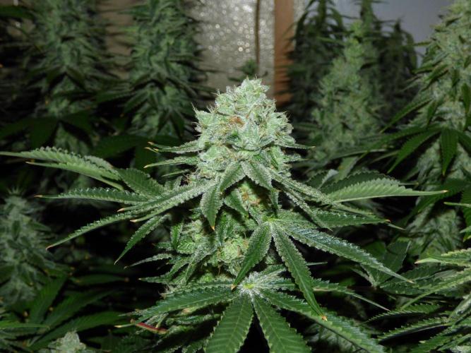 Troyana Fem – Grow Update 🌱. Week 15