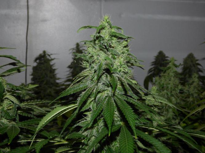 Troyana Fem – Grow Update 🌱. Week 15