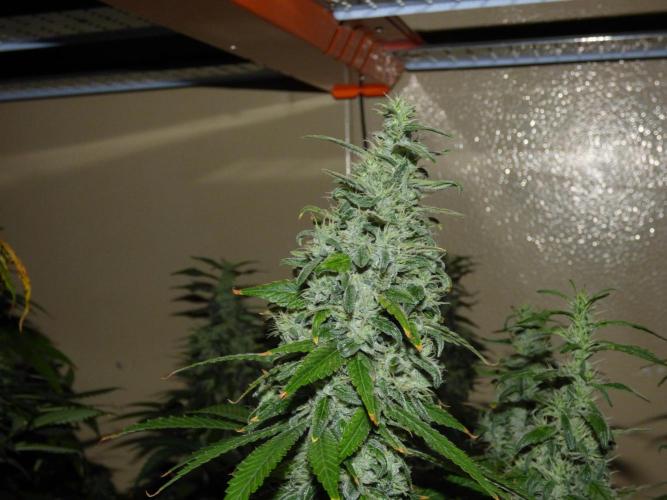 Troyana Fem – Grow Update 🌱. Week 15