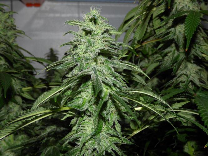 Troyana Fem – Grow Update 🌱. Week 15
