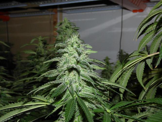 Troyana Fem – Grow Update 🌱. Week 15