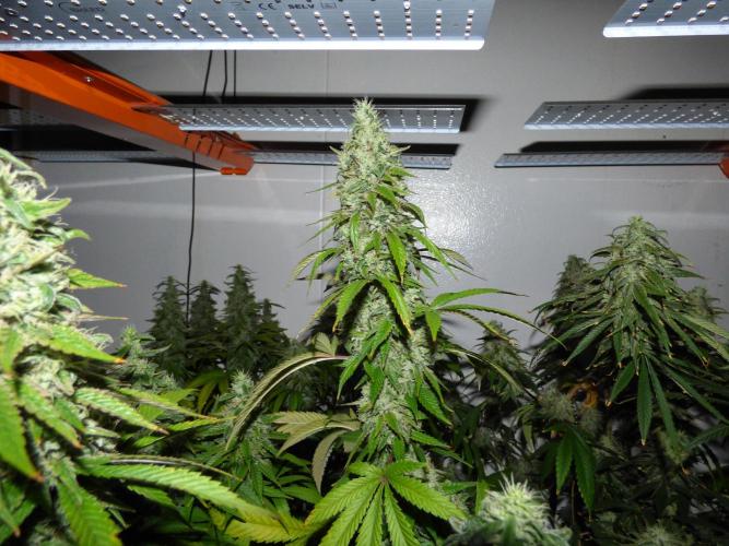 Troyana Fem – Grow Update 🌱. Week 15
