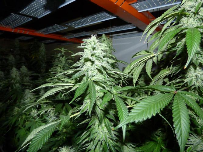 Troyana Fem – Grow Update 🌱. Week 15