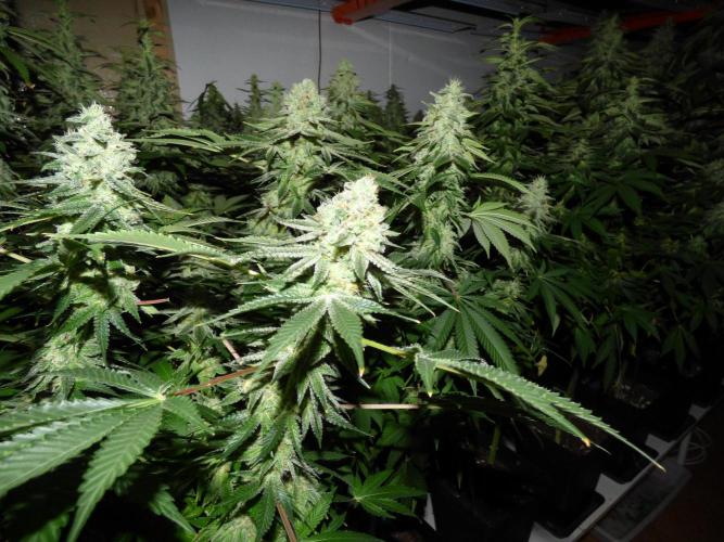 Troyana Fem – Grow Update 🌱. Week 15