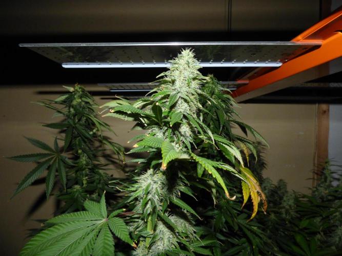 Troyana Fem – Grow Update 🌱. Week 15
