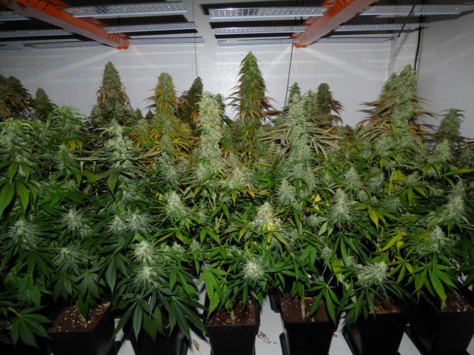 Zokas Sapphire Fem – Grow Update 🌱. Week 16