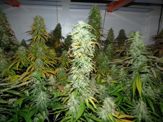 Zokas Sapphire Fem – Grow Update 🌱. Week 16