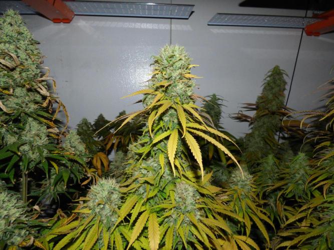 Zokas Sapphire Fem – Grow Update 🌱. Week 16