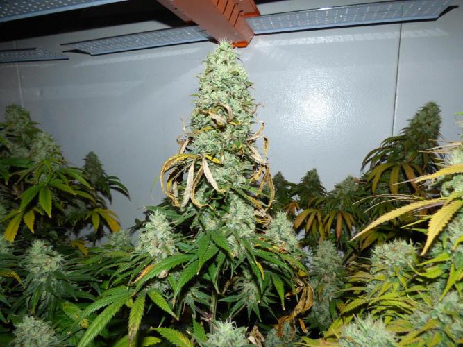 Zokas Sapphire Fem – Grow Update 🌱. Week 16
