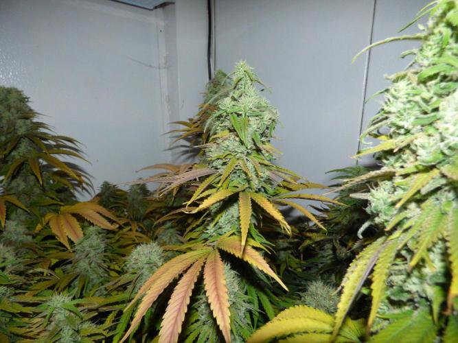 Zokas Sapphire Fem – Grow Update 🌱. Week 16